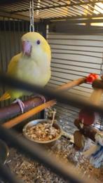 Lieve tamme lutino muisparkieten opnieuw te reserveren, Dieren en Toebehoren, Vogels | Parkieten en Papegaaien, Vrouwelijk, Parkiet