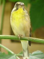 Enkele jonge mannen Citroenborst edelzangers, Dieren en Toebehoren, Vogels | Overige Vogels, Meerdere dieren, Tropenvogel, Geringd