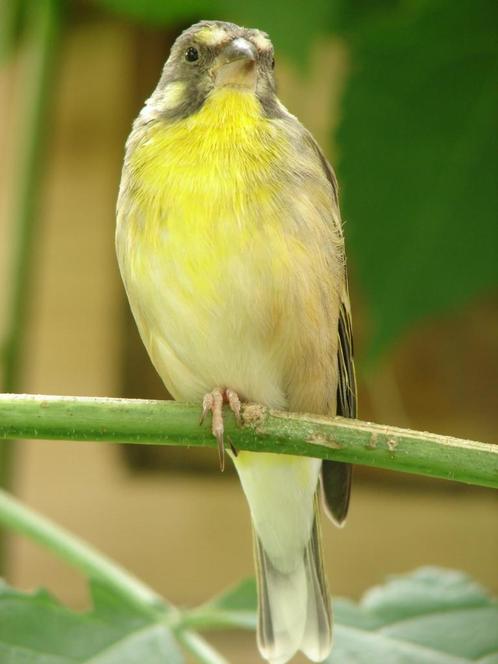 Enkele jonge mannen Citroenborst edelzangers, Dieren en Toebehoren, Vogels | Overige Vogels, Tropenvogel, Meerdere dieren, Geringd