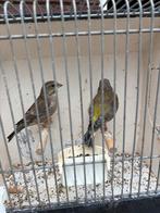 Groenlingen koppel, Dieren en Toebehoren, Meerdere dieren, Geringd