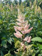 Pluim Spirea astilbe pumela in 4 liter potten, Ophalen of Verzenden, Zomer, Overige soorten, Volle zon