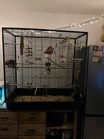 2 valkparkieten met grote kooi, Dieren en Toebehoren, Ophalen, Zo goed als nieuw, Vogelkooi