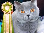 KAMPIOEN Brits/britse korthaar dekkater met STAMBOOM, Dieren en Toebehoren, Katten en Kittens | Dekkaters, 6 jaar of ouder