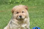 Chow-chow pups nieuw nestje, Dieren en Toebehoren, België, Rabiës (hondsdolheid), 8 tot 15 weken, Poolhond