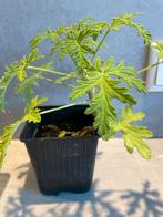 Citroengeranium - Heerlijk geurende plant!, Huis en Inrichting, Kamerplanten, Ophalen, Overige soorten, Halfschaduw, Minder dan 100 cm