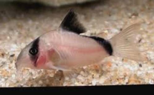 Corydora Metae - Koidream Valburg, Dieren en Toebehoren, Vissen | Aquariumvissen, Zoetwatervis, Vis