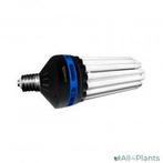 kweeklamp tl, Overige soorten, Minder dan 100 cm, Groene kamerplant, Halfschaduw