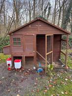 Kippenhok met 2 hennen (Wyandotte kriel & Orpington), Vrouwelijk, Kip