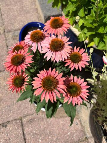 Zaden Echinacea oranje- roze beschikbaar voor biedingen