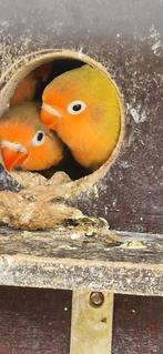 Baby agapornissen fischeries love birds dwergpapegaai, Geslacht onbekend, Dwergpapegaai of Agapornis, Tam