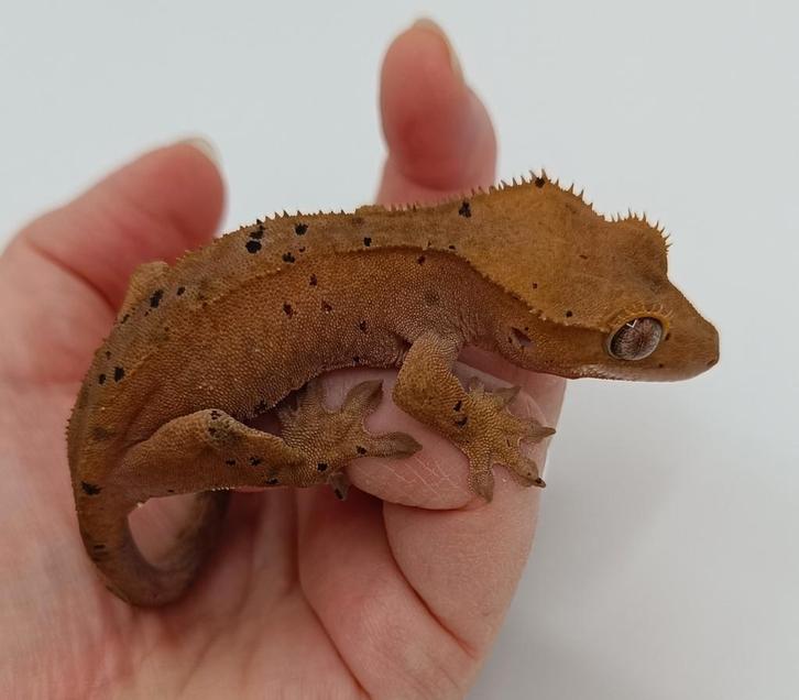 Jonge superdalmatian wimpergekko vrouw