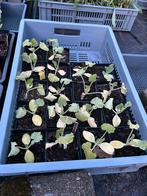 Bolcourgette uit biologisch zaad, Volle zon, Groenteplanten, Eenjarig, Ophalen of Verzenden
