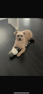 Goud mandje gezocht voor Binky, 6 jaar of ouder, Reu, Eén hond, Klein