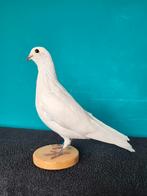 Een schattige opgezette witte duif!, Ophalen of Verzenden, Nieuw, Vogel, Opgezet dier