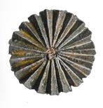 Roller voor cooking? Ø25,7mm NL   b332, Antiek en Kunst, Antiek | Keukenbenodigdheden, Ophalen of Verzenden