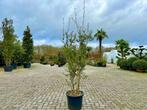 Meerstammige kurkeik - Quercus suber struik 140/160 cm!!!, 100 tot 250 cm, Zomer, Volle zon, In pot