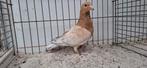 Almond postduif, Dieren en Toebehoren, Vogels | Duiven, Mannelijk, Postduif