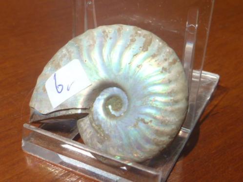 Ammoniet (11), Verzamelen, Mineralen en Fossielen, Mineraal, Ophalen of Verzenden