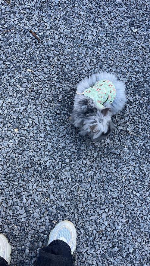 Te koop: Mini-cavia lookalikes met konijnenhartjes 😍🐇, Dieren en Toebehoren, Konijnen, Klein, Meerdere dieren, 0 tot 2 jaar