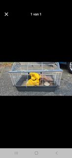 Caviakooi, Minder dan 60 cm, Kooi, Ophalen of Verzenden, Zo goed als nieuw