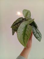 Scindapsus Pictus Exotica, Huis en Inrichting, Ophalen, Overige soorten, Minder dan 100 cm