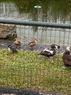 Java boomeend gezocht of aangeboden, Dieren en Toebehoren, Pluimvee, Eend