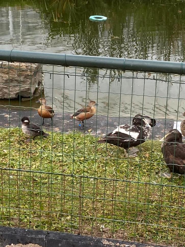 Java boomeend gezocht of aangeboden, Dieren en Toebehoren, Pluimvee, Eend