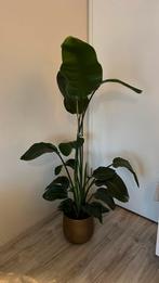 Strelitzia bieden 150cm, Verzenden, Overige soorten