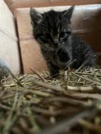 Kittens #sint#kerstcadeau, Dieren en Toebehoren, Katten en Kittens | Raskatten | Korthaar, Meerdere dieren, Ontwormd, 0 tot 2 jaar