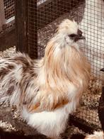 Zijdehoen haan, Dieren en Toebehoren, Pluimvee, Mannelijk, Kip