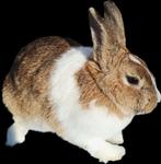 Hollander voedster met 3 jongen te koop, Dieren en Toebehoren, Konijnen, Meerdere dieren, Klein, 0 tot 2 jaar