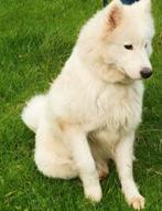 Op zoek naar een Samojeed, teef 5 jaar oud, Dieren en Toebehoren, Hond
