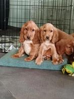 Engelse Cocker spaniël pups., Dieren en Toebehoren, Honden | Retrievers, Spaniëls en Waterhonden, CDV (hondenziekte), 8 tot 15 weken