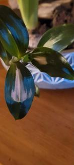 Tradescantia Blushing bride, Ophalen, Halfschaduw, Minder dan 100 cm