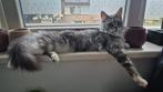 Main Coon poes, Dieren en Toebehoren, Poes, Ingeënt, 0 tot 2 jaar