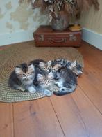 Prachtige kittens, Dieren en Toebehoren, Katten en Kittens | Raskatten | Langhaar, Meerdere dieren, Ontwormd, 0 tot 2 jaar