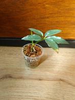 Anthurium polyschistum plantje/stekje, Ophalen of Verzenden, Halfschaduw, Minder dan 100 cm