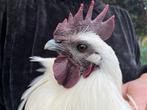 Ga'Hmong jonge hanen wit en bont, Dieren en Toebehoren, Pluimvee, Mannelijk, Kip