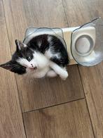 2 kittens mogen dit weekend naar een nieuw huisje!, Dieren en Toebehoren, Kater, Kortharig, 0 tot 2 jaar