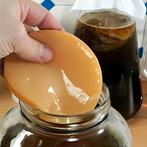 SCOBY voor Kombucha, Diversen, Levensmiddelen, Ophalen