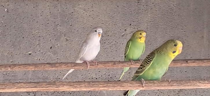 JONGE GRASPARKIETEN, EVENTUEEL TAM., Dieren en Toebehoren, Vogels | Parkieten en Papegaaien, Parkiet, Meerdere dieren, Tam