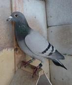 Kweekdoffer, Dieren en Toebehoren, Vogels | Duiven, Mannelijk, Postduif