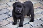 Labrador pup van betrouwbare fokker, Particulier, Rabiës (hondsdolheid), Meerdere, 8 tot 15 weken