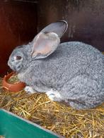 Fokzuivere chinchilla, Vrouwelijk, Chinchilla, Voor 1 juli 2024