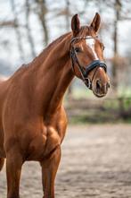 6-jarige merrie Oriante (Hennessy x Houston), Dieren en Toebehoren, Merrie, Gechipt, Dressuurpaard, Zadelmak