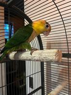 Heel leuk koppeltje groendij caique, Dieren en Toebehoren, Meerdere dieren, Papegaai, Geringd