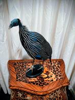 Opgezette gierparelhoender, Verzamelen, Dierenverzamelingen, Ophalen, Vogel, Opgezet dier