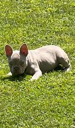 Franse Bulldog puppy’s bijzondere kleuren, Dieren en Toebehoren, Particulier, Rabiës (hondsdolheid), 15 weken tot 1 jaar, Buitenland
