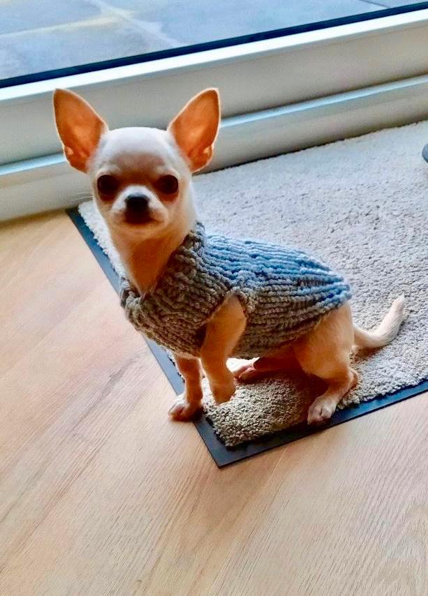 Hondentrui Handmade Chihua pup Pomchi Boomer Naakthond York, Dieren en Toebehoren, Hondenkleding, Nieuw, Hondentrui, Ophalen of Verzenden