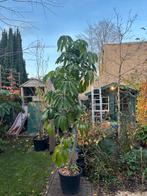 Zeer grote Schefflera amate, Huis en Inrichting, Kamerplanten, Ophalen, Halfschaduw, 200 cm of meer